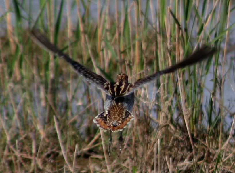 CODA DI BECCACCINO IN VOLO